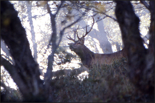Cerf