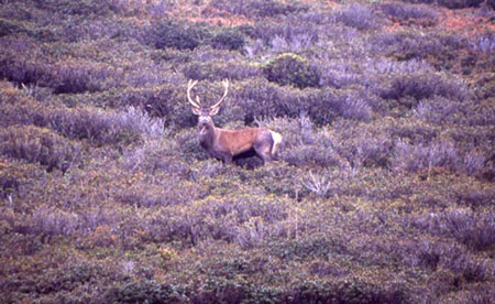 Cerf3