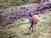 Biche