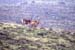 Biche
