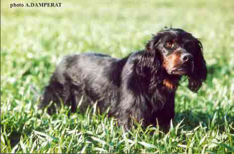 setter Gordon: PEPS du Grand Valy