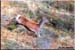 Biche