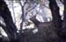 Cerf