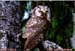 Hibou