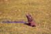 Marmotte
